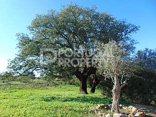 5 Chambre Terrain à  Porches,  Central Algarve
