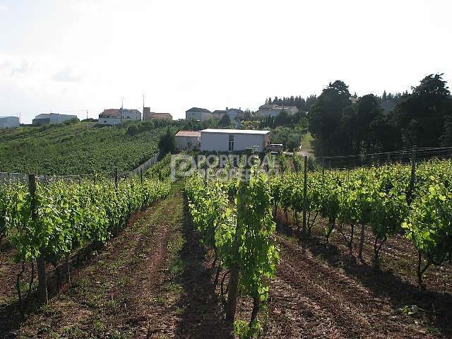 A Working Vineyard with accomodation 