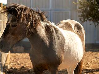 阿连特茹别墅带游泳池和度假村特权